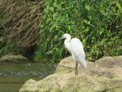 Egretta garzetta
