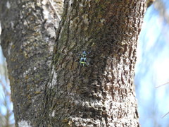 Pachyrhynchus jitanasaius