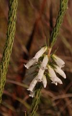 Erica viscaria pendula
