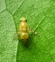 Ornithoschema flavum
