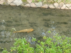 Cyprinus rubrofuscus