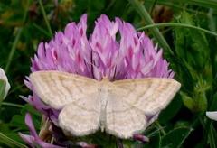 Idaea macilentaria
