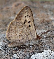 Thestor basutus capeneri