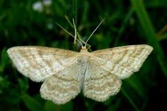 Idaea macilentaria