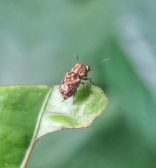 Exechesops leucopis