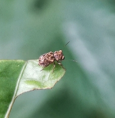 Exechesops leucopis