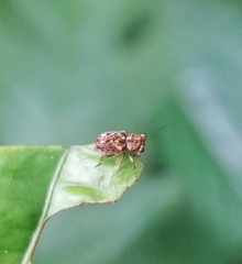 Exechesops leucopis