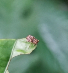 Exechesops leucopis