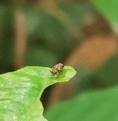 Exechesops leucopis