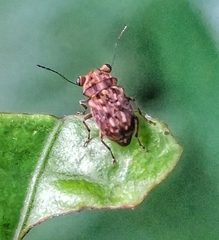 Exechesops leucopis