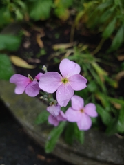 Matthiola longipetala bicornis