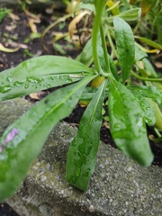 Matthiola longipetala bicornis