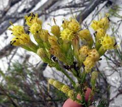 Senecio foeniculoides