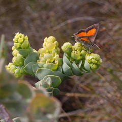 Capys alphaeus alphaeus