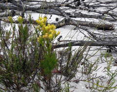 Senecio foeniculoides