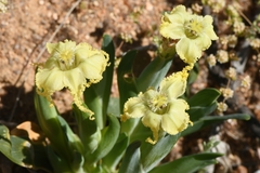 Ferraria macrochlamys
