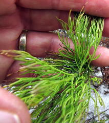 Senecio foeniculoides