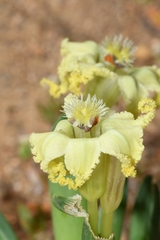 Ferraria macrochlamys