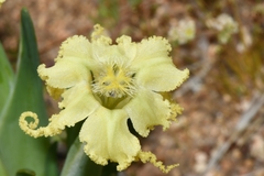 Ferraria macrochlamys