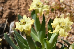 Ferraria macrochlamys