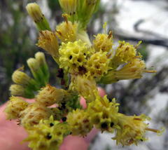 Senecio foeniculoides