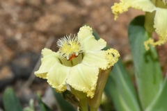 Ferraria macrochlamys