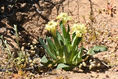 Ferraria macrochlamys