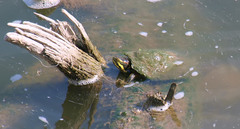 Trachemys scripta troostii