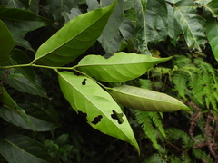 Glochidion lanceolatum