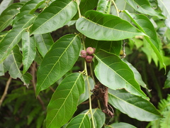 Glochidion lanceolatum