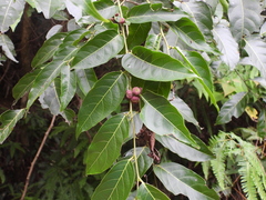 Glochidion lanceolatum