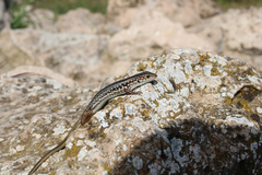 Ctenotus orientalis