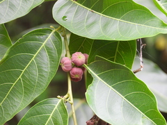 Glochidion lanceolatum