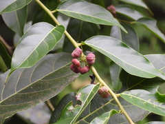 Glochidion lanceolatum