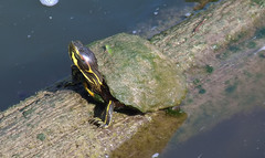 Trachemys scripta troostii