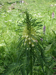 Pedicularis hacquetii