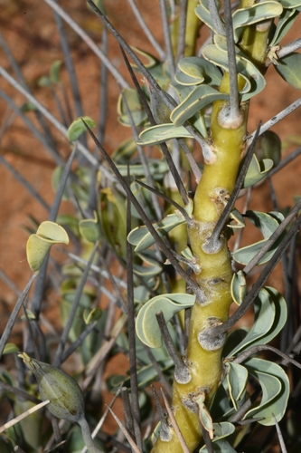 Monsonia l'heritieri 2