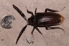 Prionus californicus