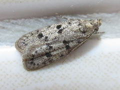 Semnolocha pachysticta