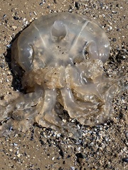 Rhizostoma octopus