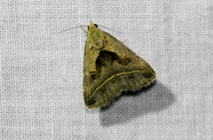 Acantholipes trimeni