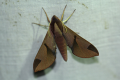 Afroclanis neavi