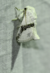 Afraltha chionostola