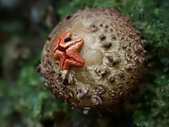 Calostoma junghuhnii