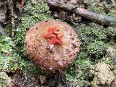 Calostoma junghuhnii