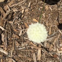 Chaenactis carphoclinia