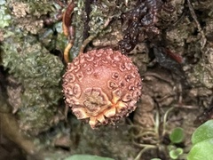 Calostoma junghuhnii