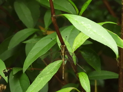 Acheron longus