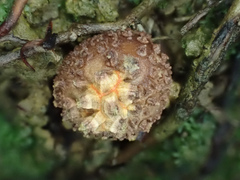Calostoma junghuhnii