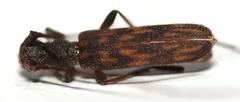 Trichopsathyrus modestus